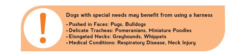 Dogs Special Needs